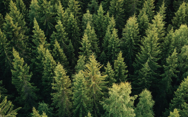 Forest Website